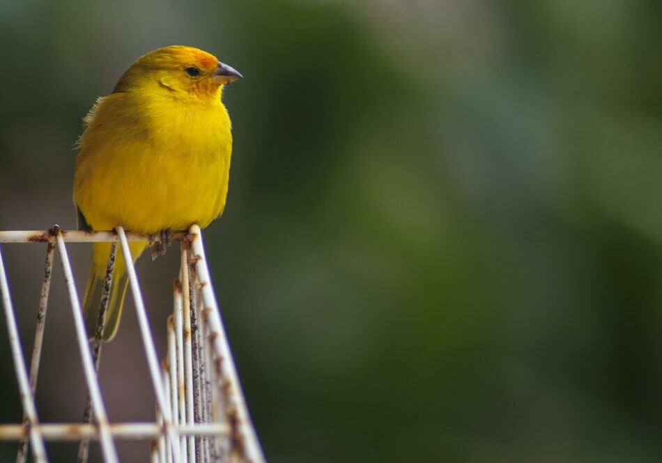 canary_03